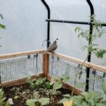 Cedar Complete Raised Garden Bed Kit with Greenhouse Cover 8′ x 12′ - Image 9